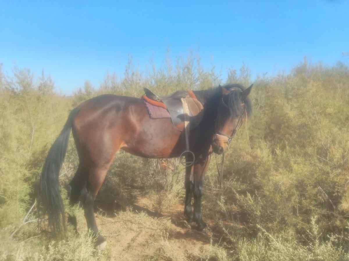 Dar Alfourssane Ferme D'Hote Uarzazate Exterior foto