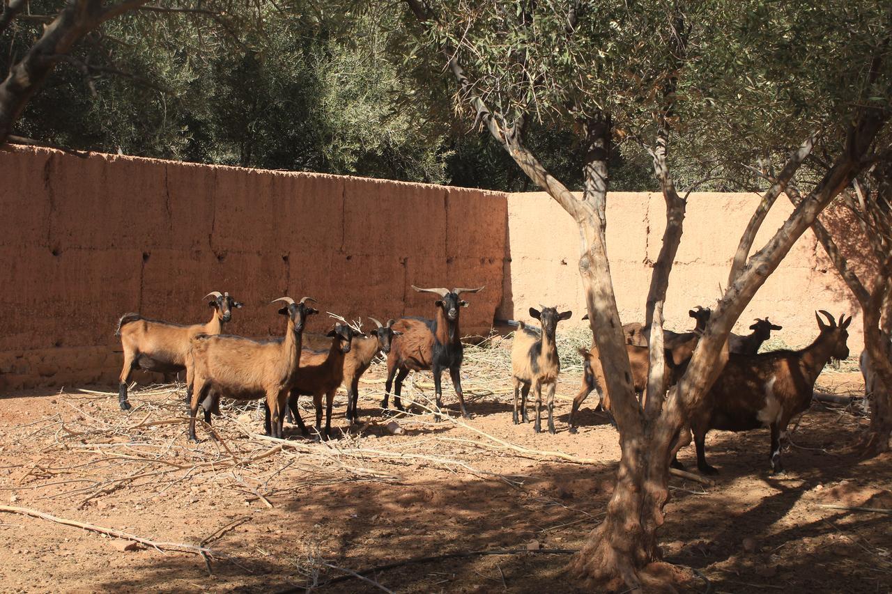 Dar Alfourssane Ferme D'Hote Uarzazate Exterior foto