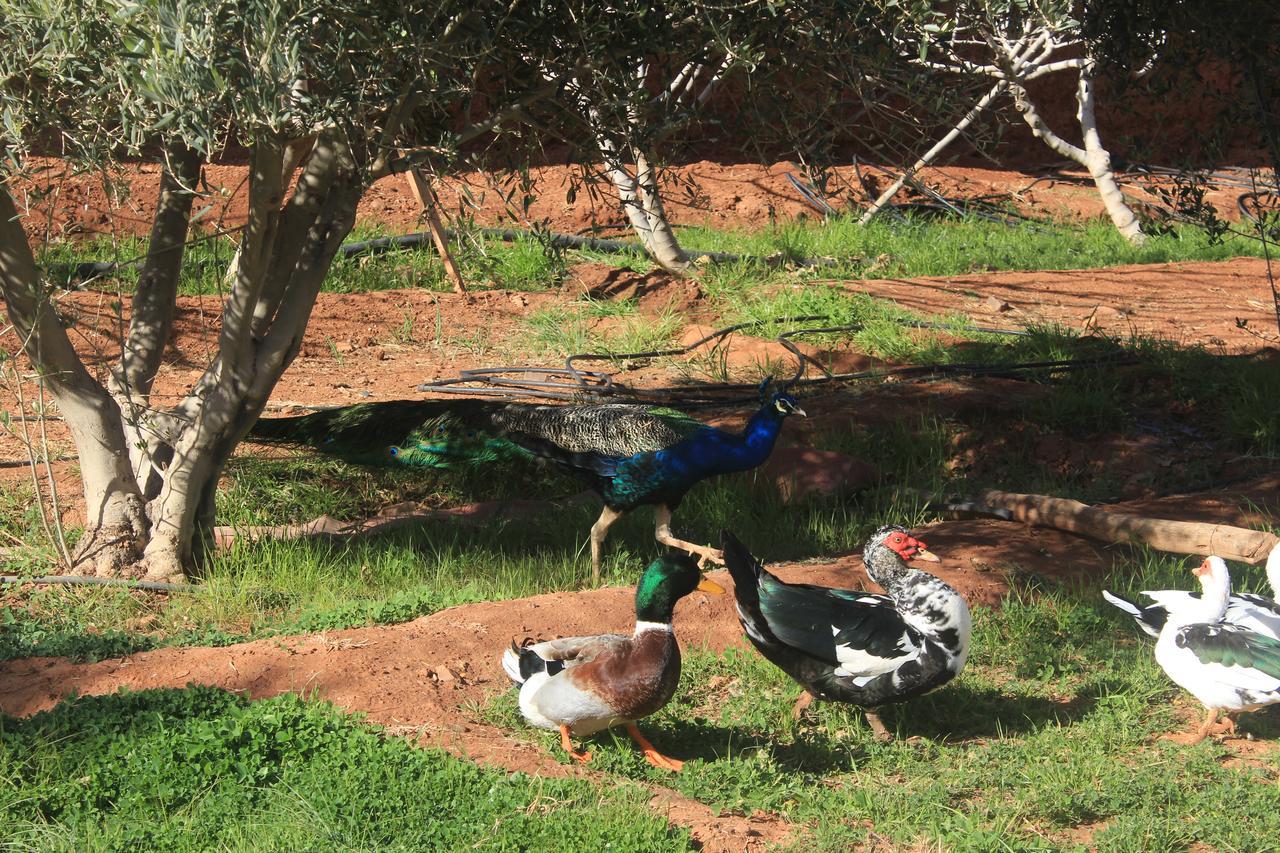 Dar Alfourssane Ferme D'Hote Uarzazate Exterior foto